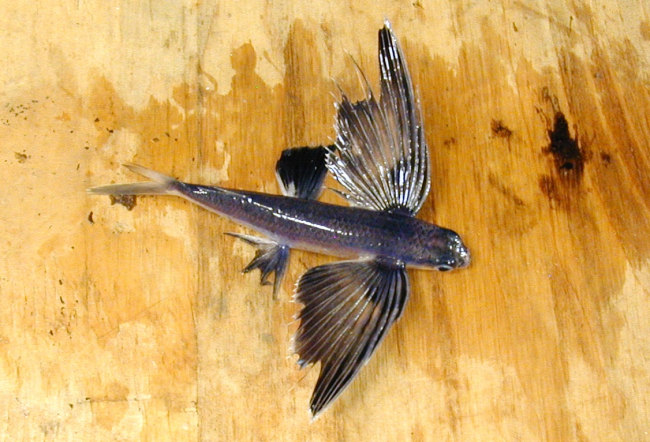 A species of flying fish