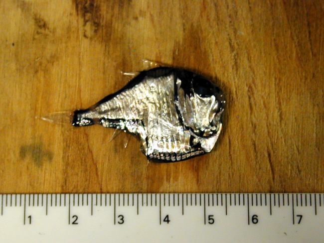 A hatchetfish caught by dipnetters in the Eastern Tropical Pacific