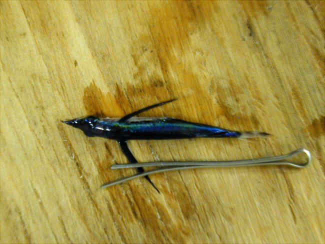 A species of flying fish