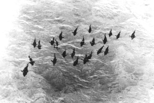 Aerial photograph of school of 400-500 pound bluefin tuna offCat Cay, Bahamas Islands