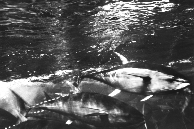Yellowfin tuna - Thunnus albacares