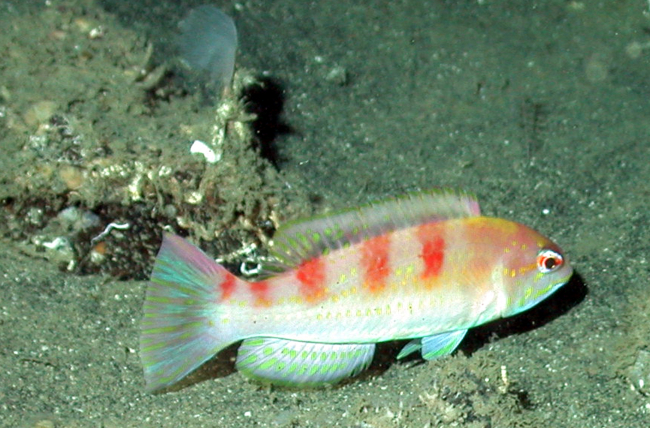 A red hogfish (Decodon puellaris)