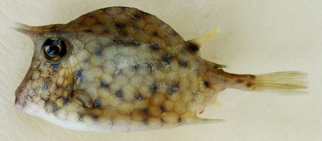 Juvenile scrawled cowfish ( Acanthostracion quadricornis )