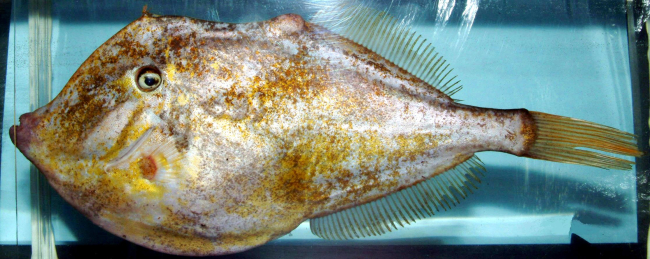 Orange filefish ( Aluterus schoepfii )