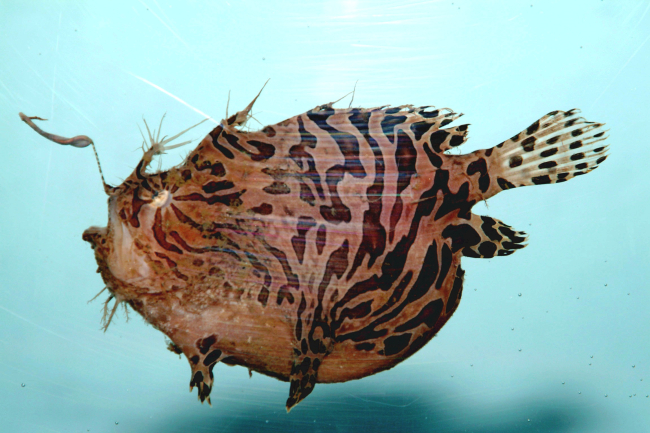 Striped anglerfish ( Antennarius striatus )
