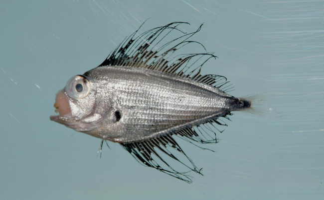 Atlantic fanfish or silver sea bream ( Pterycombus brama )