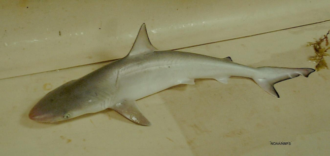 Atlantic sharpnose shark ( Rhizoprionodon terraenovae )