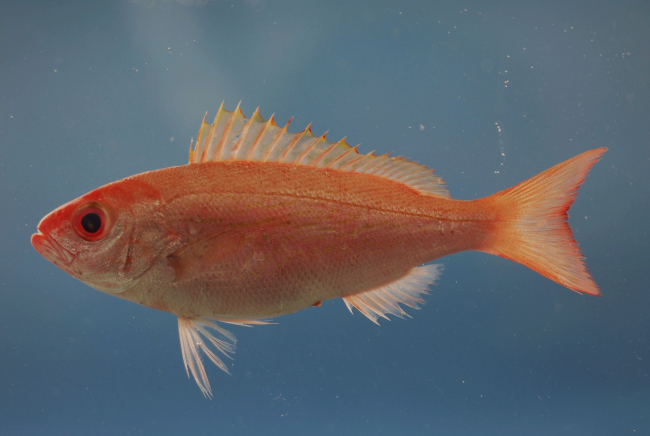 Vermilion snapper ( Rhomboplites aurorubens )