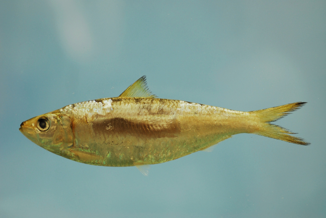 Round sardinella or Spanish sardine ( Sardinella aurita )