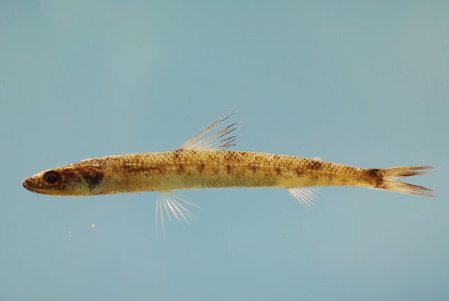 Smallscale lizardfish ( Saurida caribbaea )