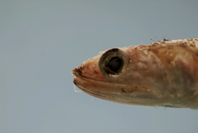 Snout of Shortjaw lizardfish ( Saurida normani )