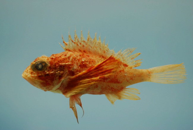 Longfin scorpionfish ( Scorpaena agassizii )