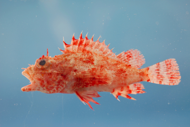 Hunchback scorpionfish ( Scorpaena dispar )