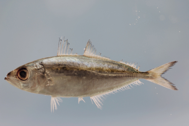 Fleshy tabs of the bigeye scad ( Selar crumenophthalmus )