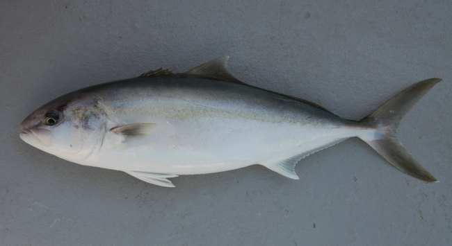 Greater amberjack ( Seriola dumerili )