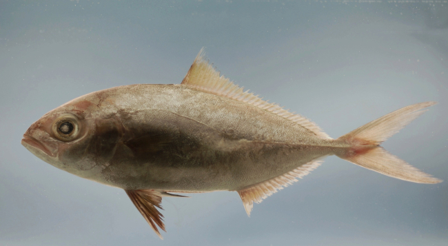 Lesser amberjack ( Seriola fasciata )