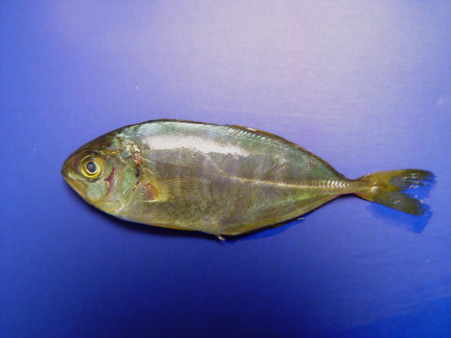 Older banded rudderfish ( Seriola zonata )