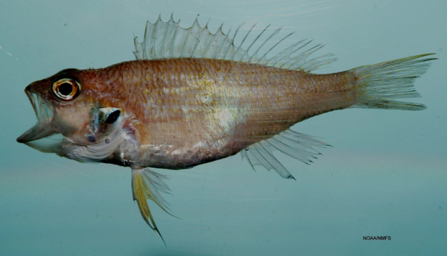 Blackear bass ( Serranus atrobranchus )