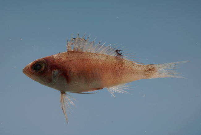 Saddle bass ( Serranus notospilus )