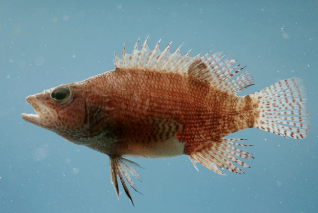 Belted sandfish ( Serranus subligarius )