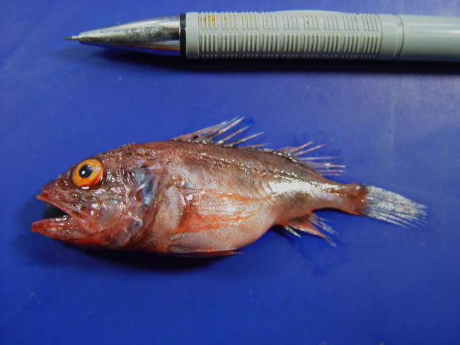 Deepwater scorpionfish ( Setarches guentheri )