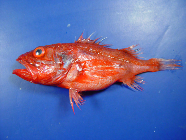 Deepwater scorpionfish ( Setarches guentheri )