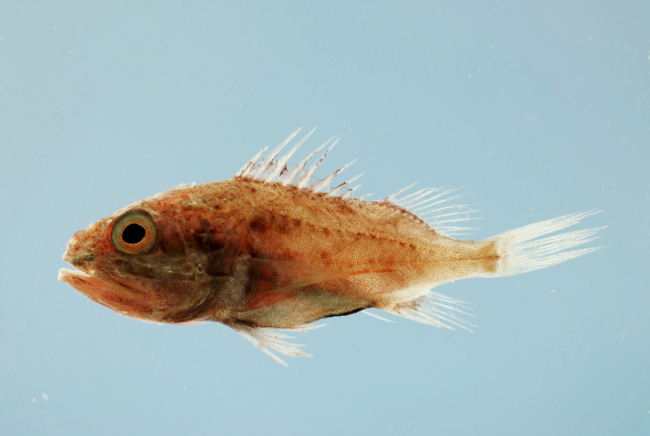 Deepwater scorpionfish ( Setarches guentheri )