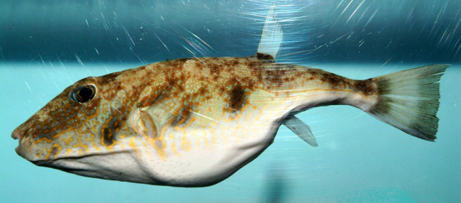 Marbled puffer ( Sphoeroides dorsalis )