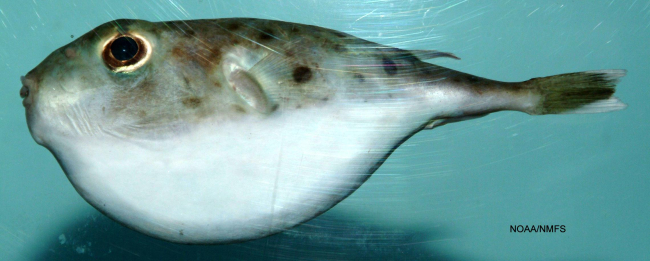 Blunthead puffer ( Sphoeroides pachygaster )