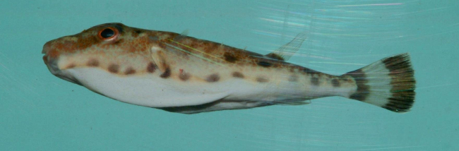 Bandtail puffer ( Sphoeroides spengleri )