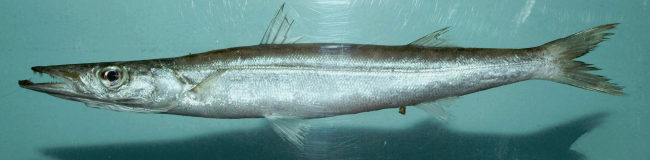 Northern sennet ( Sphyraena borealis )