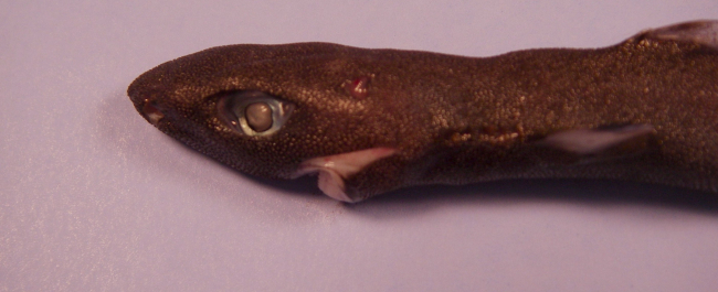 Spined pigmy shark ( Squaliolus laticaudus )