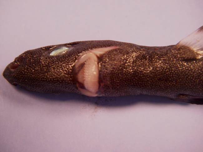 Spined pigmy shark ( Squaliolus laticaudus )