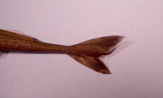 Spined pigmy shark ( Squaliolus laticaudus )