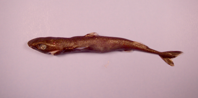 Spined pigmy shark ( Squaliolus laticaudus )