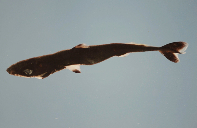 Spined pigmy shark ( Squaliolus laticaudus )