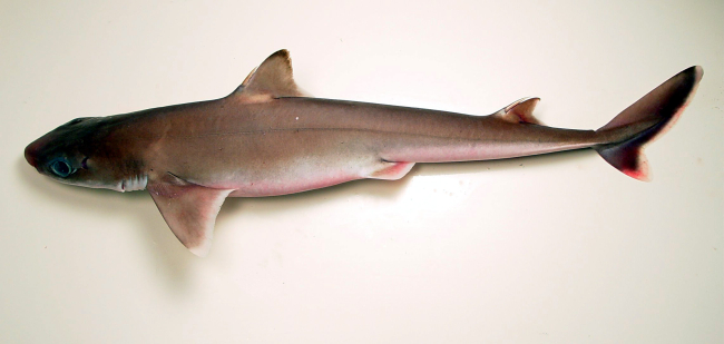 Cuban dogfish ( Squalus cubensis )