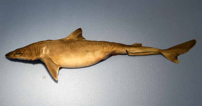 Shortspine dogfish or shortspine spurdog ( Squalus mitsukurii )