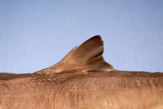 First dorsal fin of sortspine dogfish or shortspine spurdog (Squalus mitsukurii )