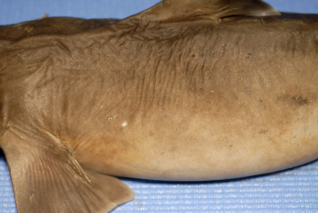 Dorsal to pectoral fin placement of shortspine dogfish or shortspine spurdog (Squalus mitsukurii )