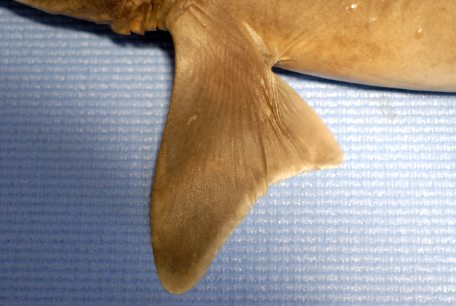 Pectoral fin of shortspine dogfish or shortspine spurdog ( Squalus mitsukurii )