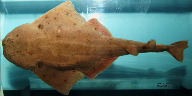 Sand devil or Atlantic angel shark ( Squatina dumeril )