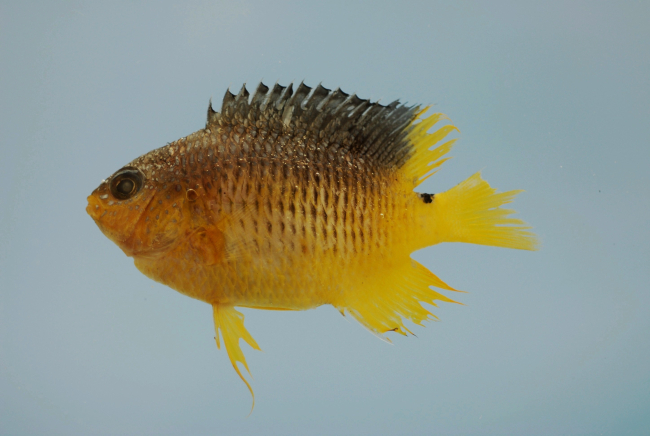 Juvenile cocoa damselfish  ( Stegastes variabilis )