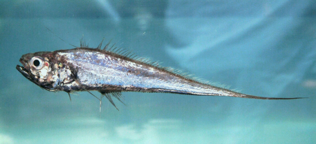 Luminous hake ( Steindachneria argentea )