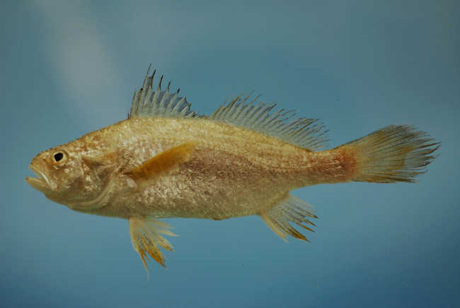 Star drum or American star drum ( Stellifer lanceolatus )