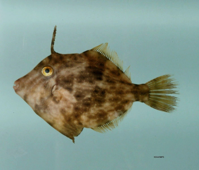 Planehead filefish ( Stephanolepis hispida )