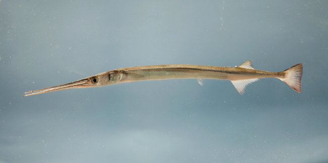 Atlantic needlefish ( Strongylura marina )