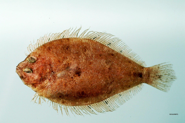 Shoal flounder ( Syacium gunteri )