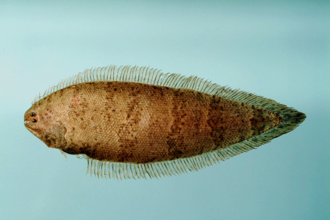 Offshore tonguefish ( Symphurus civitatium )