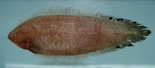Spottedfin tonguefish ( Symphurus diomedeanus )